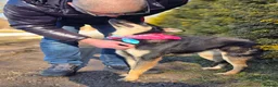 Mixed Breed dogs for adoption: ❤️🐶 CHLOE – THE KIND OF DOG EVERYONE DREAMS OF in Swindon - Advert 11