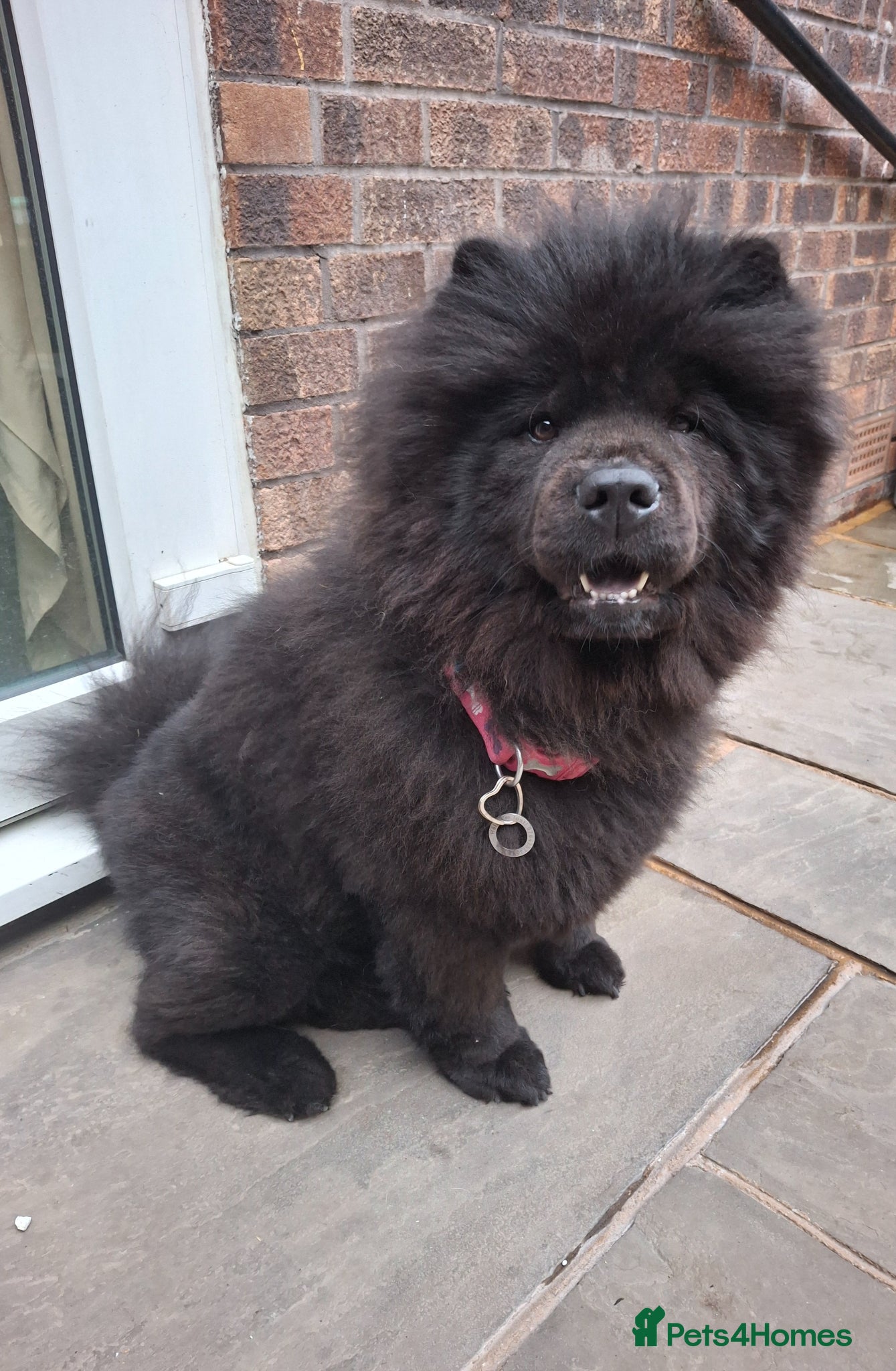 Chow Chow dogs Stunning Chow Chow puppies  - Advert 1