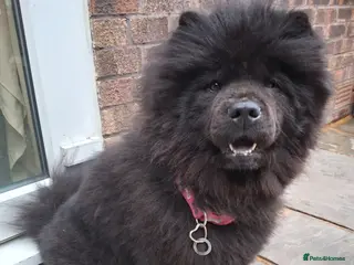 Chow Chow dogs Stunning Chow Chow puppies - Advert 2