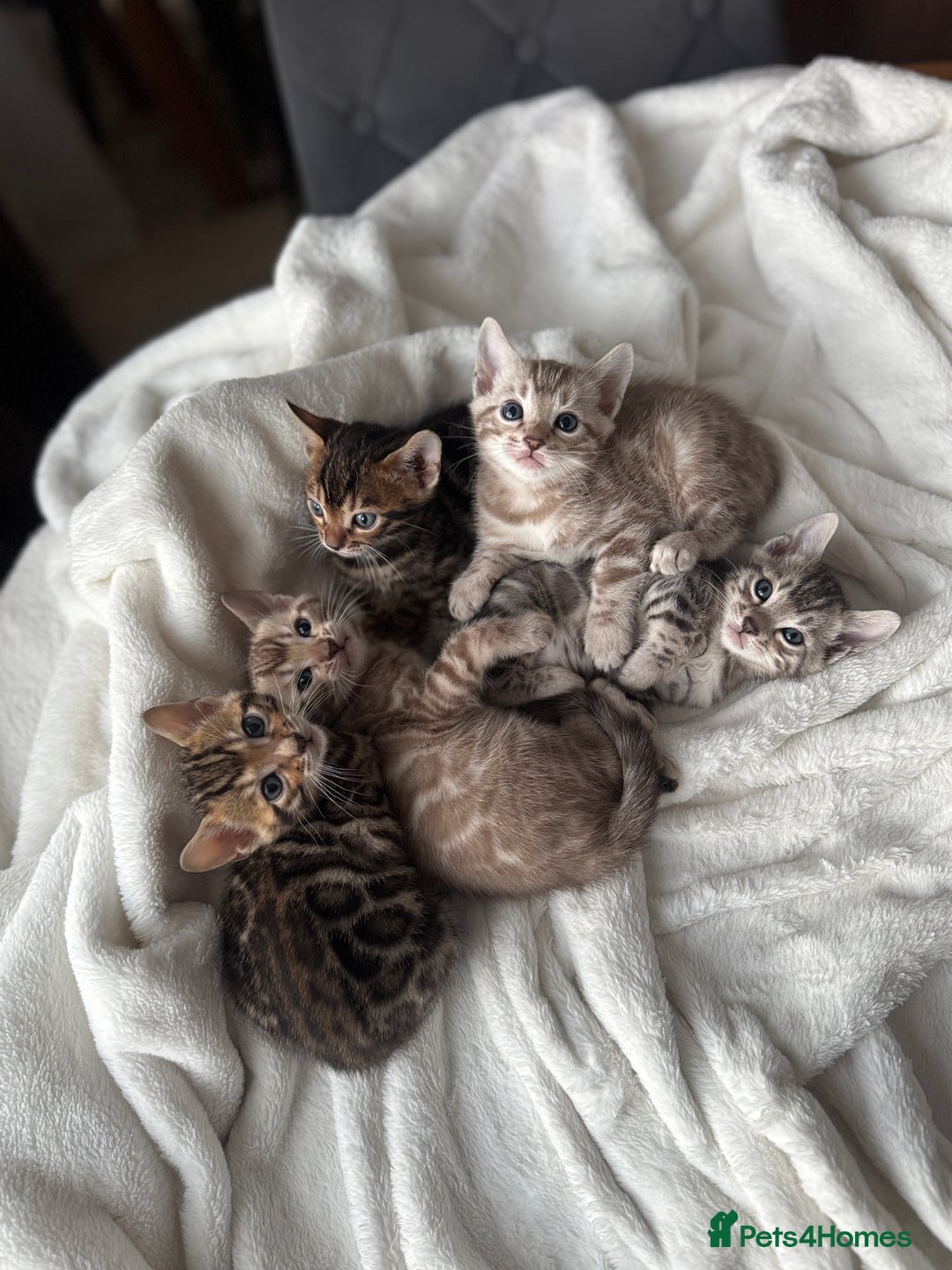 Bengal cats for sale: Purebred Bengal Kittens – Ready for Loving Homes - Advert 5