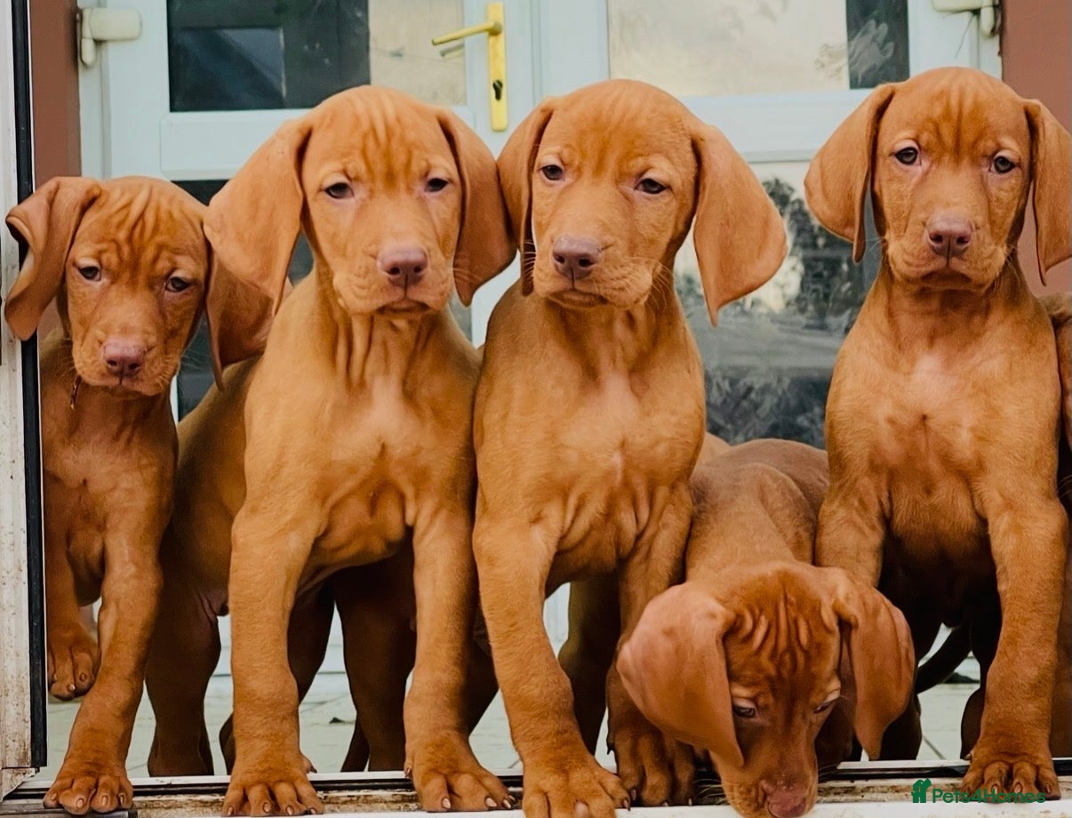 Hungarian Vizsla dogs Premium Male Hungarian Vizsla Puppies  - Advert 1
