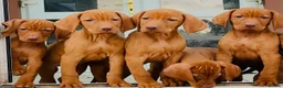 Hungarian Vizsla dogs for sale: Premium Male Hungarian Vizsla Puppies  - Advert 1
