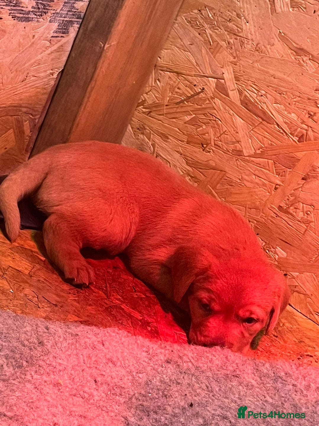Labrador Retriever dogs for sale: Chunky red lab pups - Advert 9
