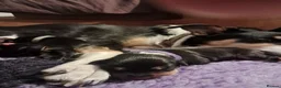 Mixed Breed dogs for sale: Gorgeous active kelpie x collie pups in Waterlooville - Advert 21
