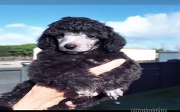 Miniature Poodle dogs for sale: Last one Silver mini poodles  - Advert 5