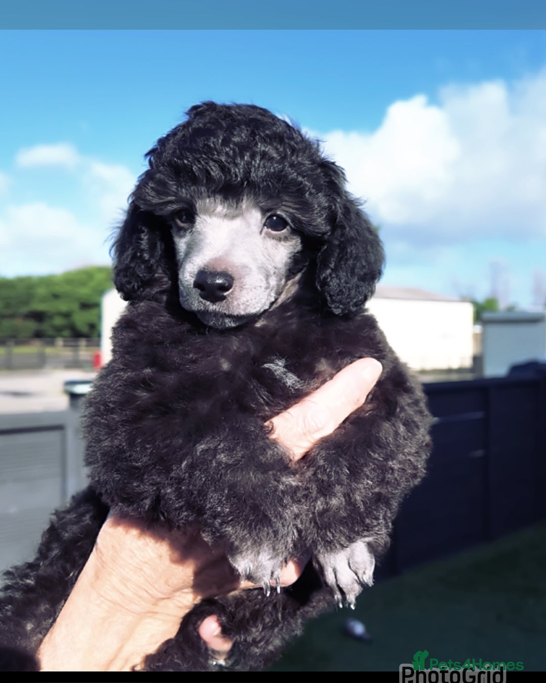 Miniature Poodle dogs for sale: Last one Silver mini poodles  - Advert 5