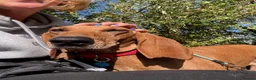 Segugio Italiano dogs for sale: Bruno - Segugio Italiano  in Fareham - Advert 5