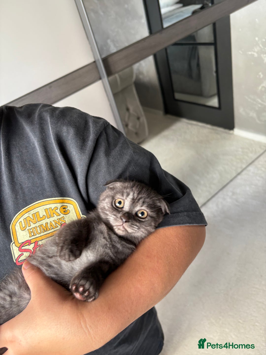 Scottish Fold cats for sale: 5 kittens Ready to find their forever homes  - Image 9
