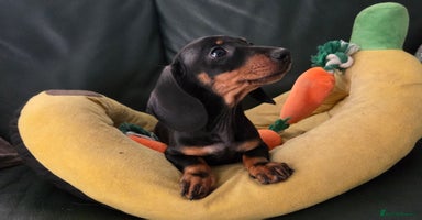 Miniature Dachshund dogs - Advert 8