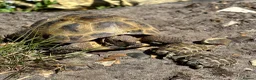 Tortoise reptiles for sale: Russian tortoise babies for sale  - Advert 3