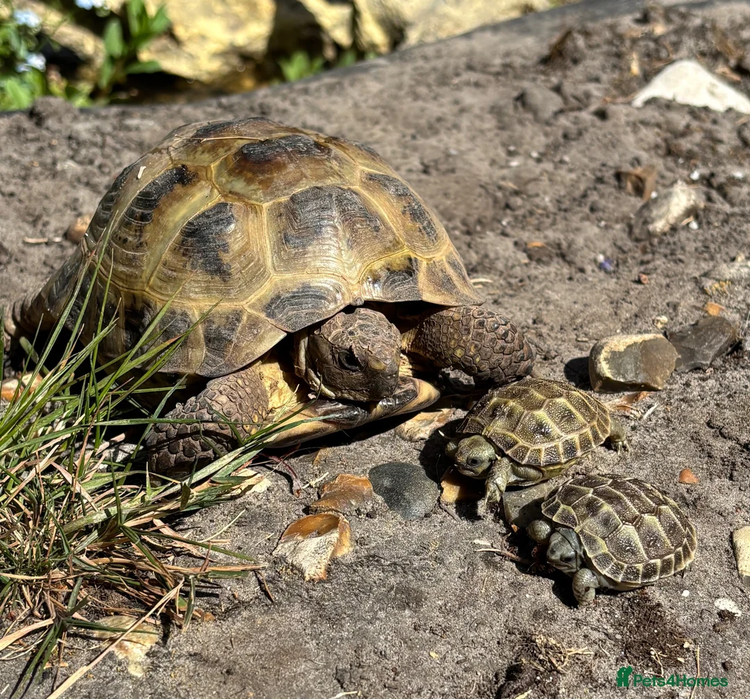 Tortoise reptiles for sale: Russian tortoise babies for sale  - Advert 3