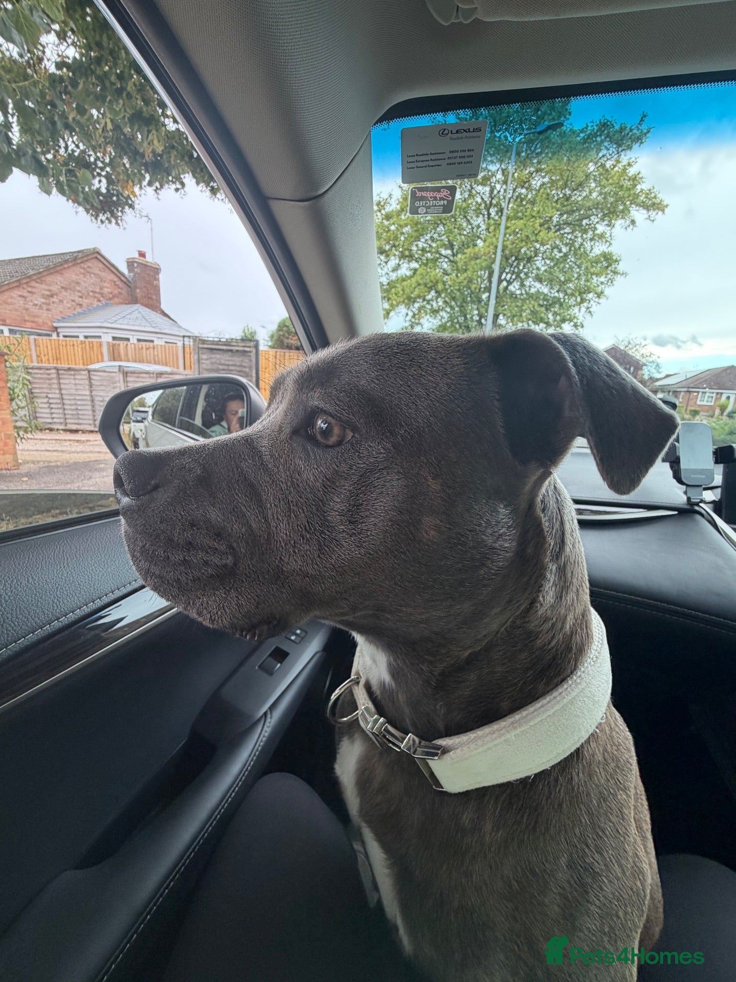 Staffordshire Bull Terrier dogs Bruno - Advert 2
