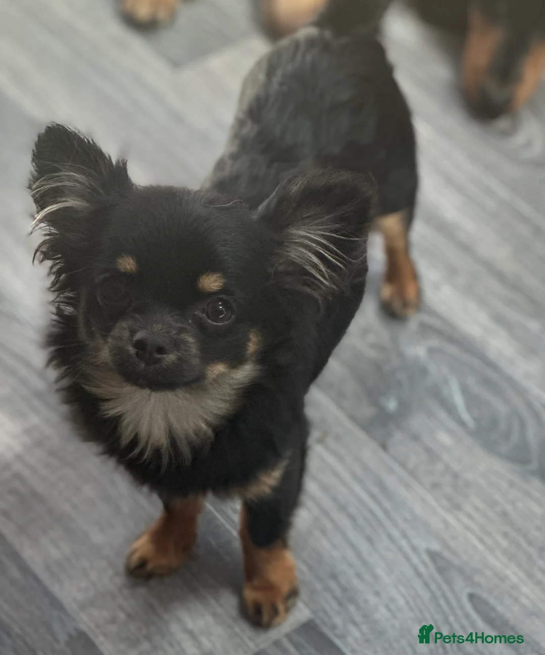 Chihuahua dogs for sale: ***small Long coat chihuahua girl*** - Advert 1