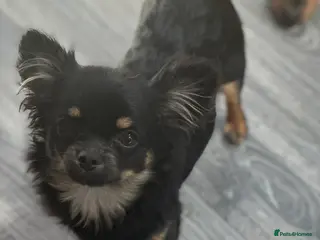 Chihuahua dogs ***small Long coat chihuahua girl*** - Advert 2