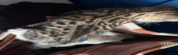 Mixed Breed cats for sale: Bengal x girl left ready 28th - Advert 16