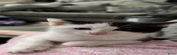 Mixed Breed cats for sale: 3 Beautiful fluffy kittens  - Advert 4