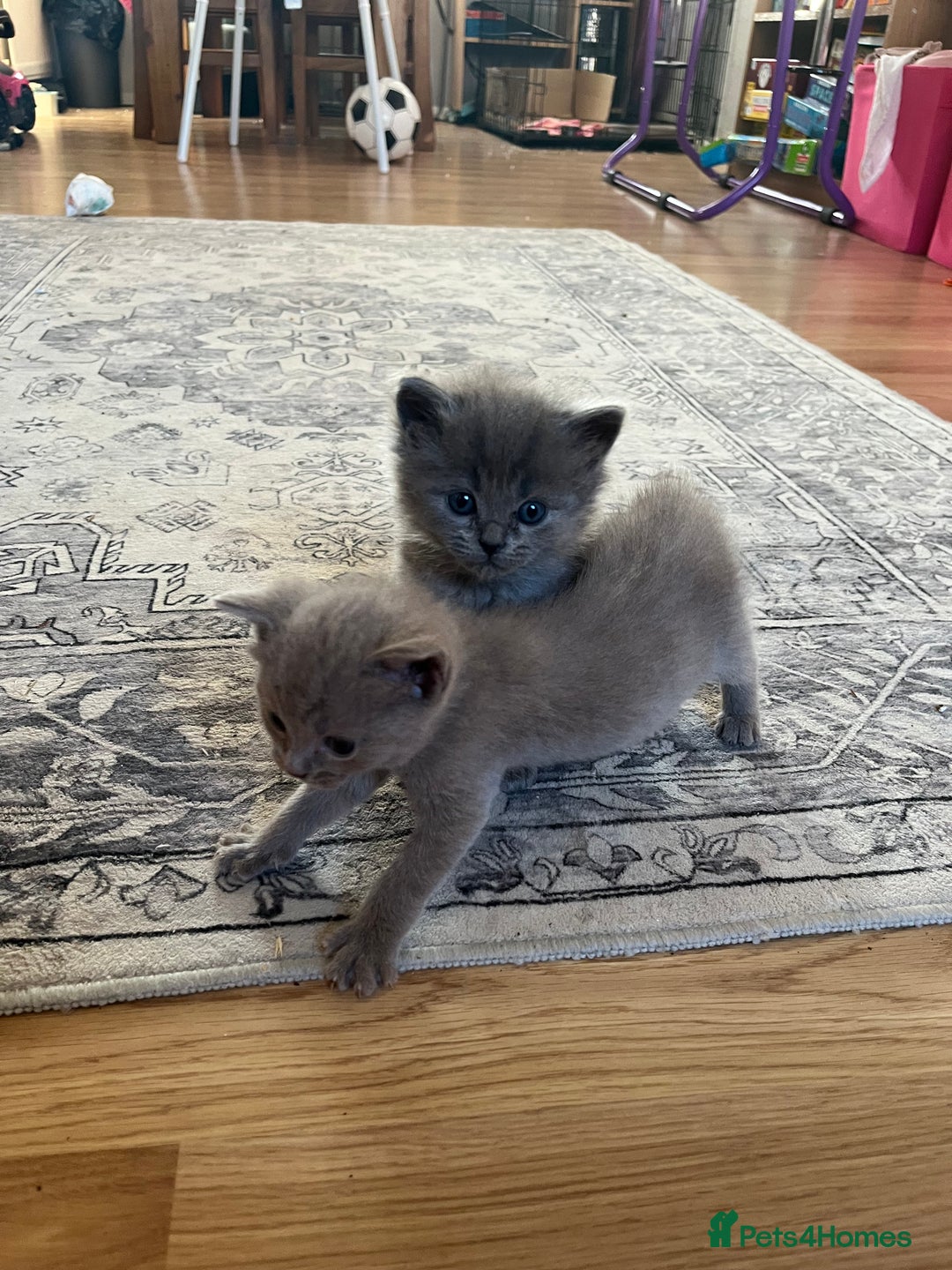 Ragdoll cats for sale: One beautiful blue boy Ragdoll x BSH - Image 7