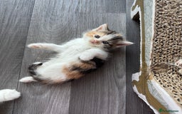 Persian cats for sale: Persian Kittens  - Image 33