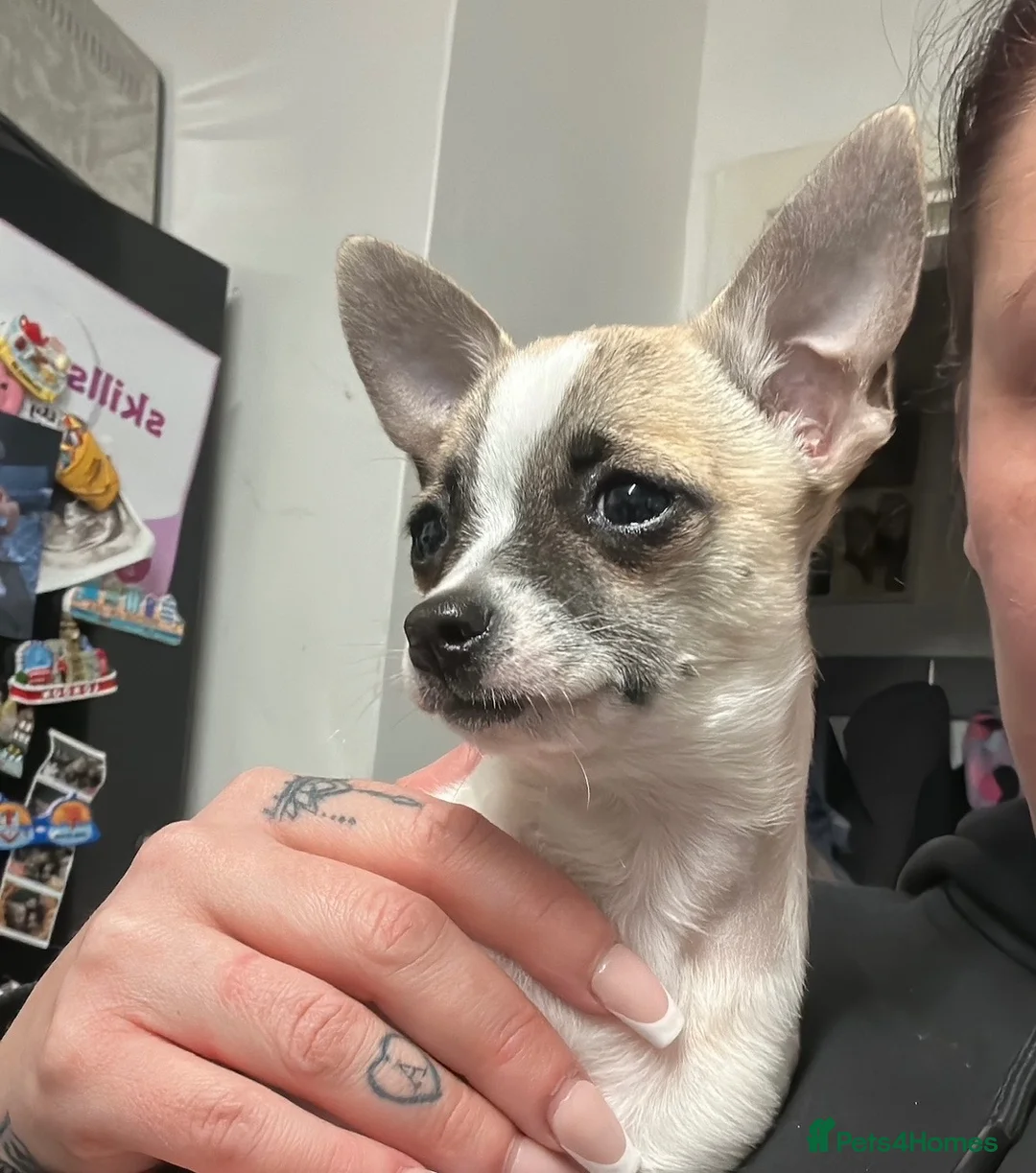 Jack Chi dogs for sale: Hugo is looking for a new forever home 💙 in Welwyn Garden City - Advert 1