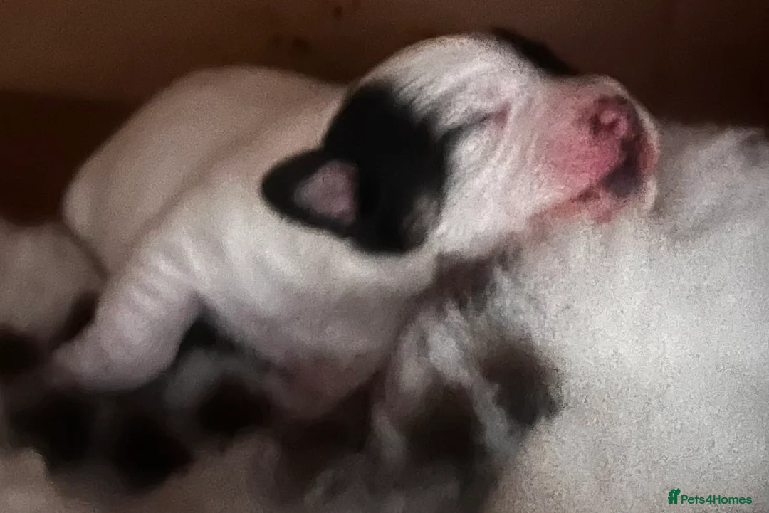 Jack Chi dogs for sale: Adorable Jack Chi puppies  - Advert 7