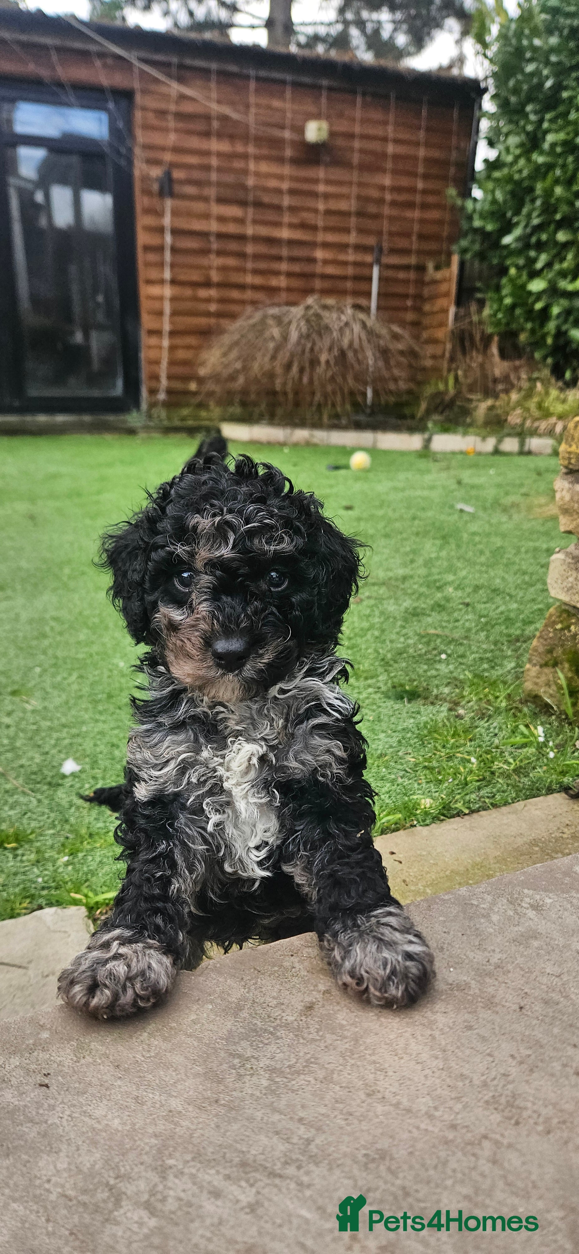 Cockapoo dogs F1b toy American  cockerpoos puppies  - Advert 3