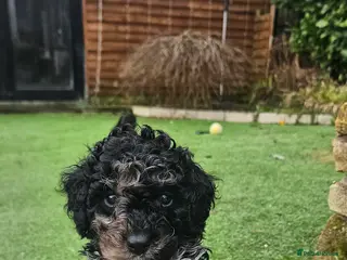 Cockapoo dogs F1b toy American cockerpoos puppies - Advert 1