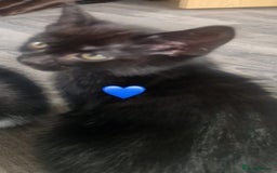 Mixed Breed cats for sale: Kittens for good homes - Image 4
