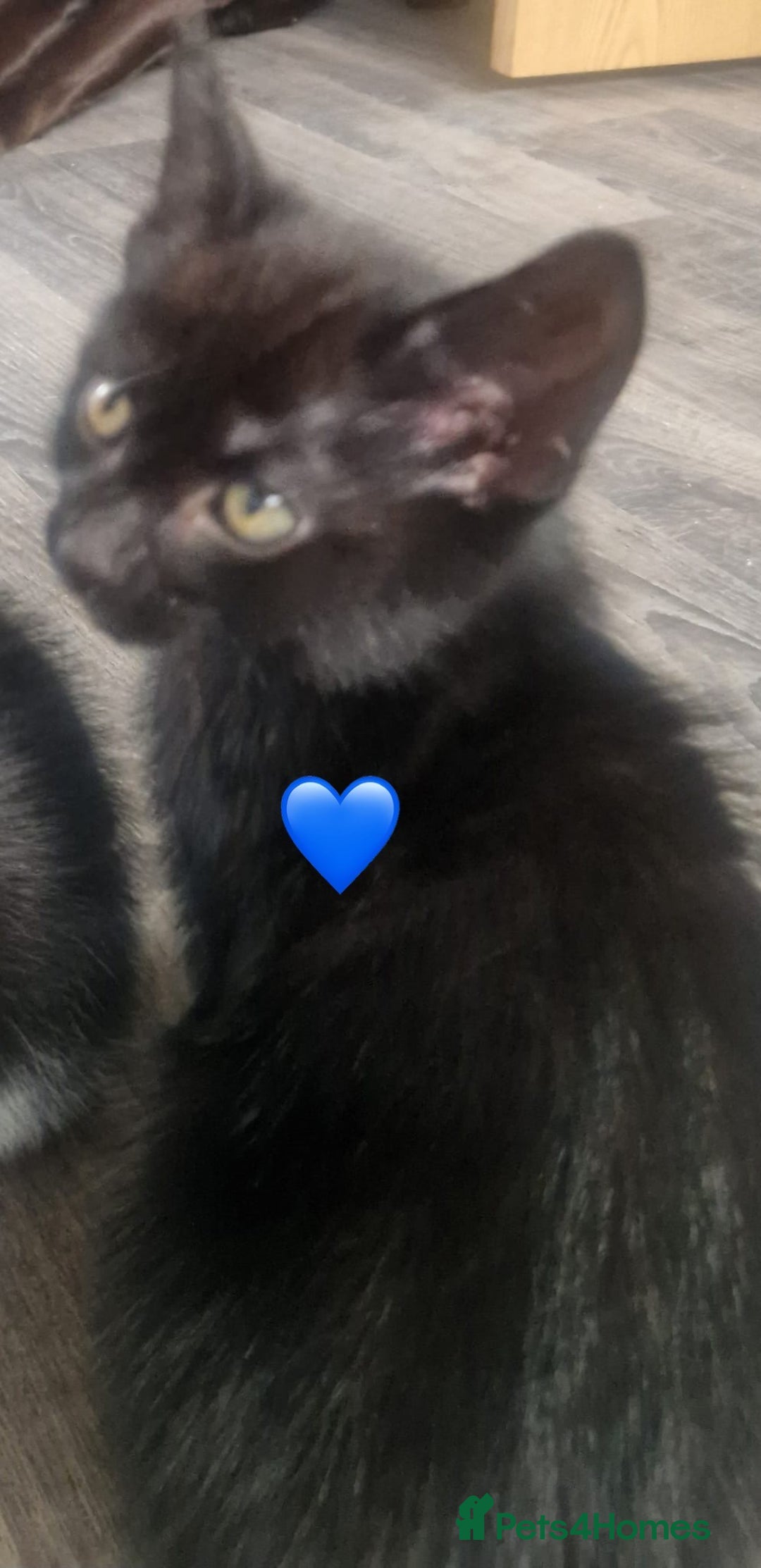 Mixed Breed cats for sale: Kittens for good homes - Image 4