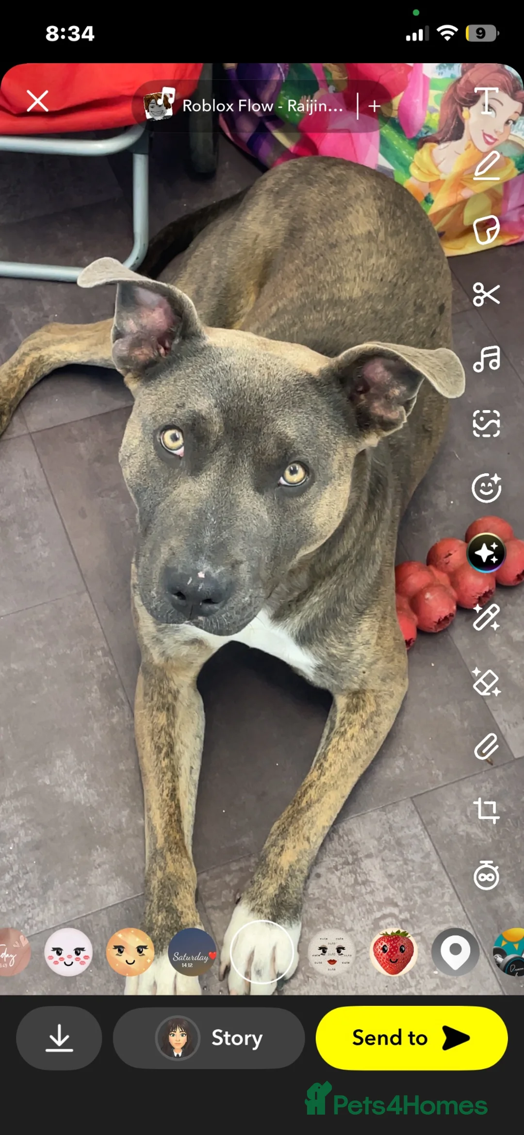 Staffordshire Bull Terrier dogs for sale: Mrs Sophie James  in Neath - Advert 4