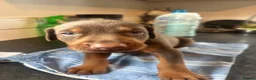 Dobermann dogs for sale: Beautiful Doberman puppues - Advert 15