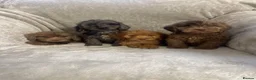 Cockapoo dogs for sale: F1 Beautiful merle cockapoos. - Advert 8
