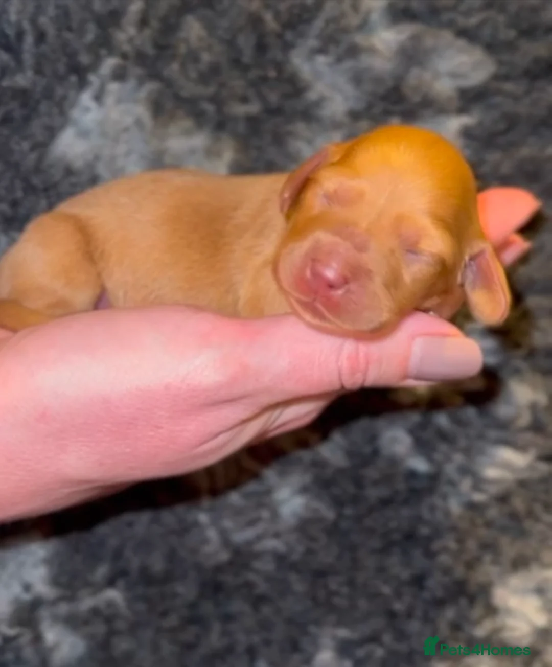 Miniature Dachshund dogs for sale: KC Reg cream L/hair Health Tested Mini Dachshund❤️ - Advert 1