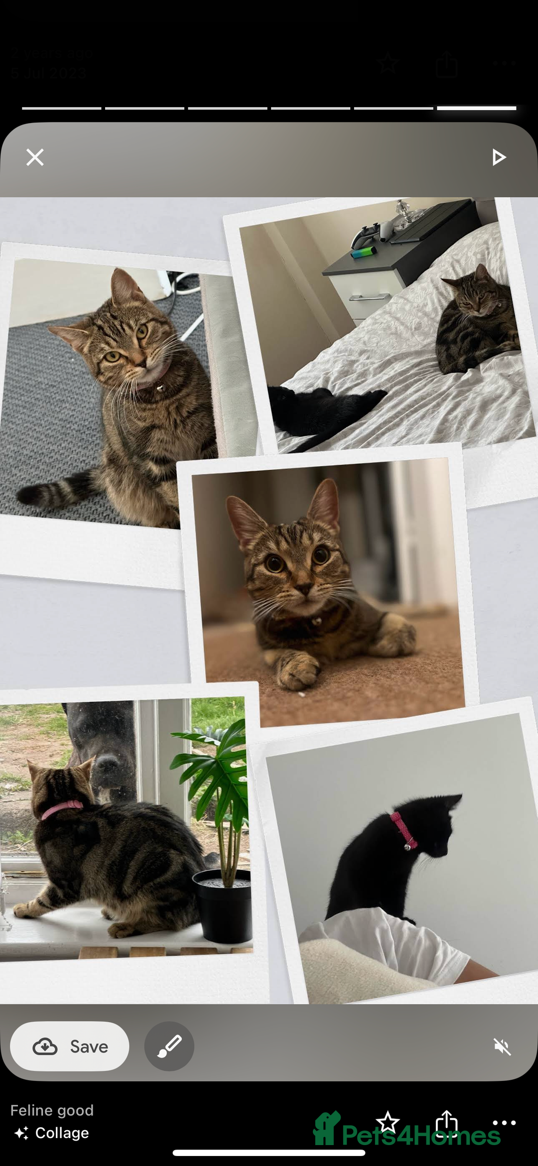 Domestic Shorthair cats for sale: Milo  - Image 3