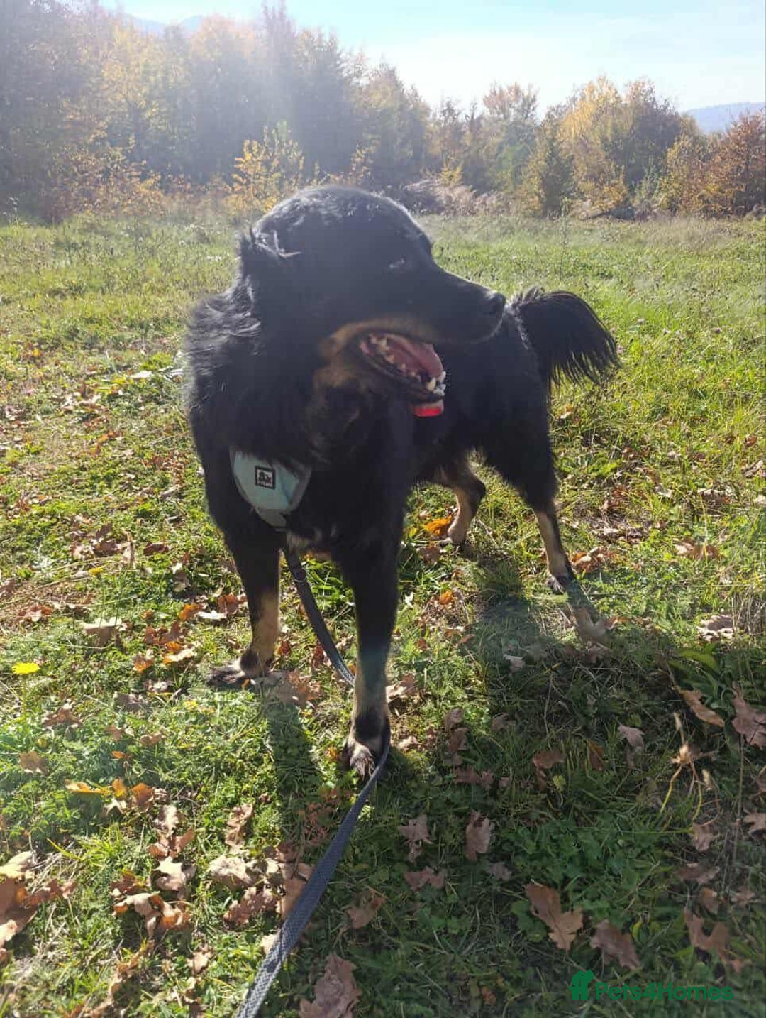 Mixed Breed dogs for adoption: ALEXANDER in Ashford - Advert 14