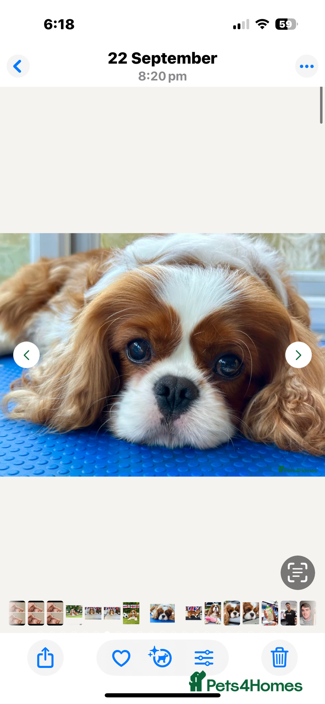 Cavalier King Charles Spaniel dogs for sale: King Charles Cavalier Puppy Champion Stud  - Advert 4