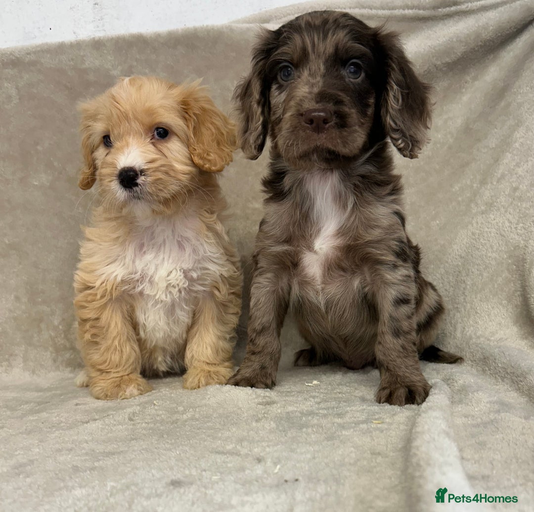 Cockapoo dogs for sale: Stunning cockapoo puppies  - Advert 6