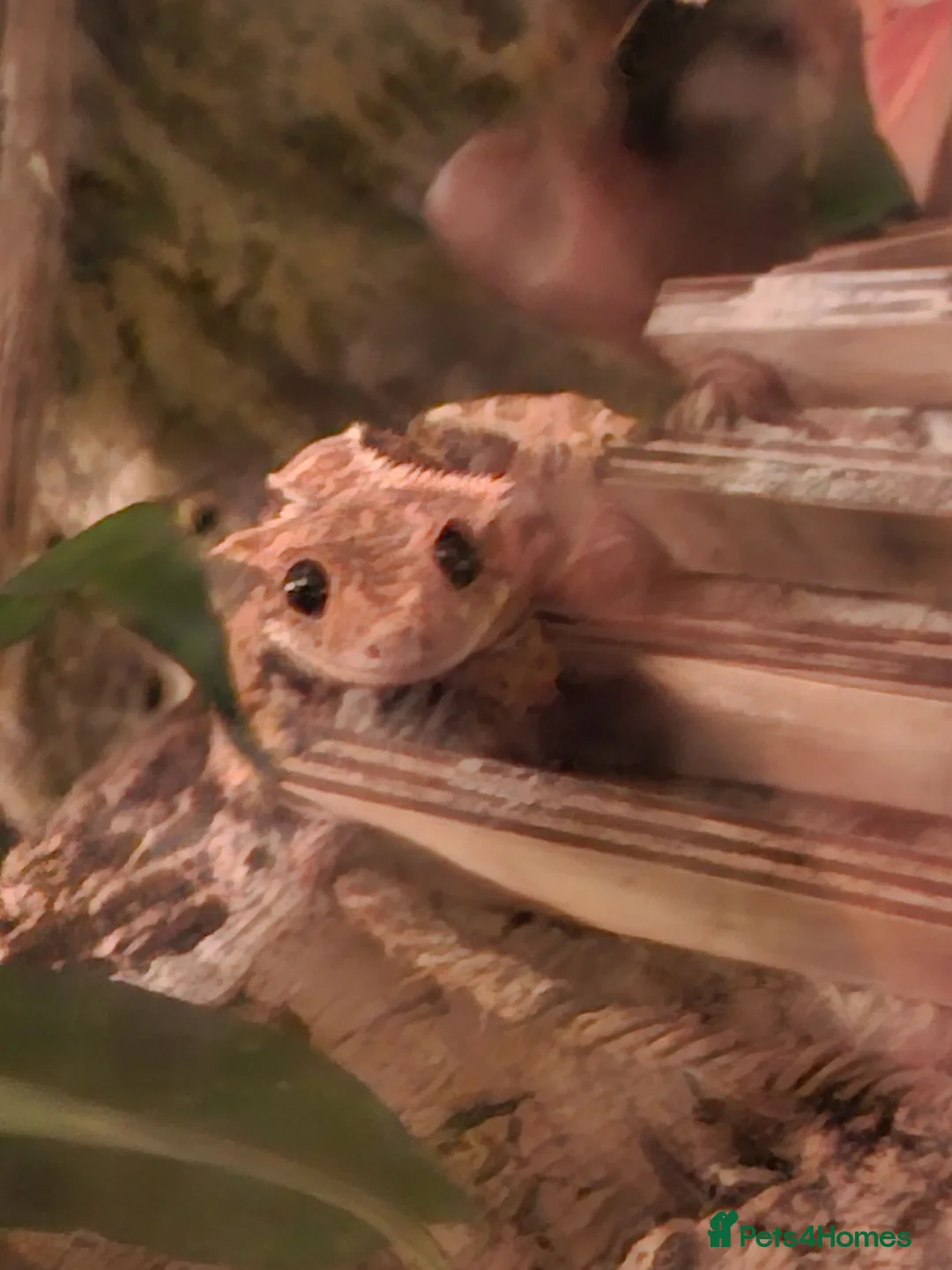 Gecko reptiles for sale: Crested Gecko with full set up in Sheffield - Advert 1