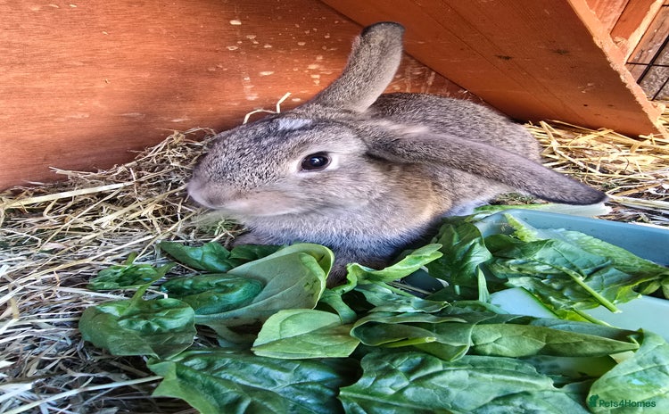 Mini Lion Lop rabbits - Advert 3