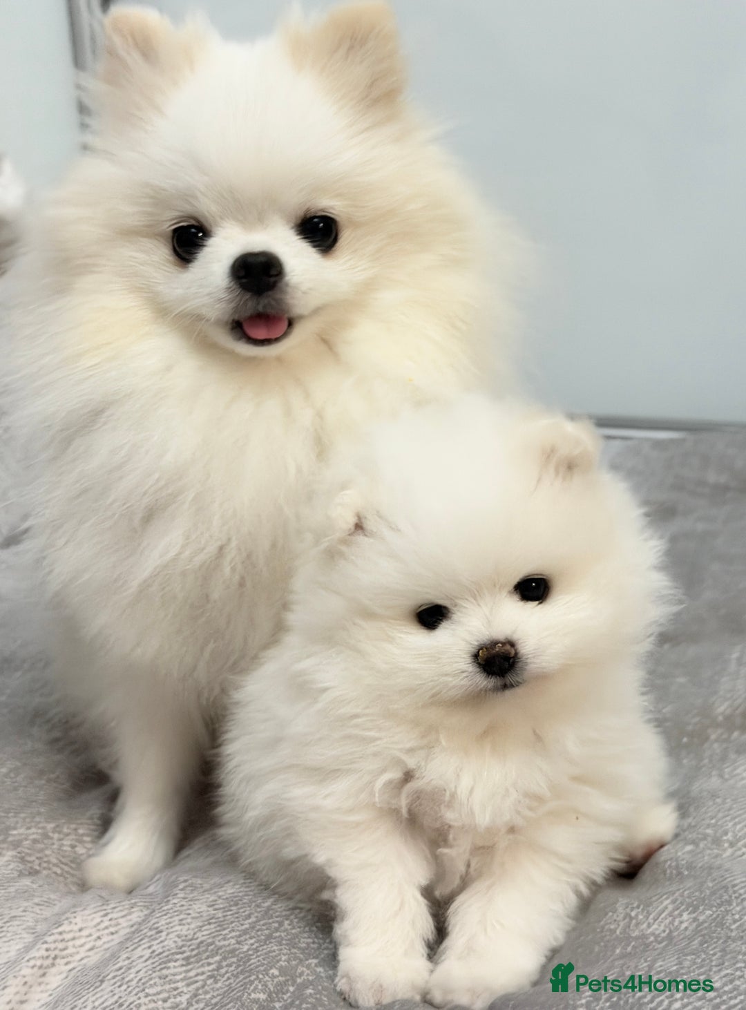 Pomeranian dogs for sale: Stunning KC littler of mini white pom puppy boy - Advert 3