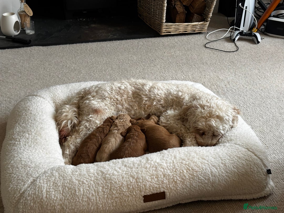 Cavapoo dogs for sale: Beautiful F1B Cavapoo puppies - Advert 5