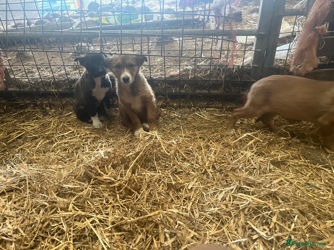 Border Collie dogs for sale: 5 border collie - Image 12