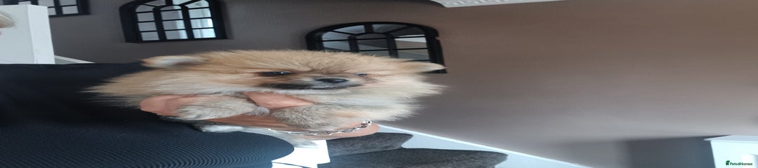 Pomeranian Puppy 3