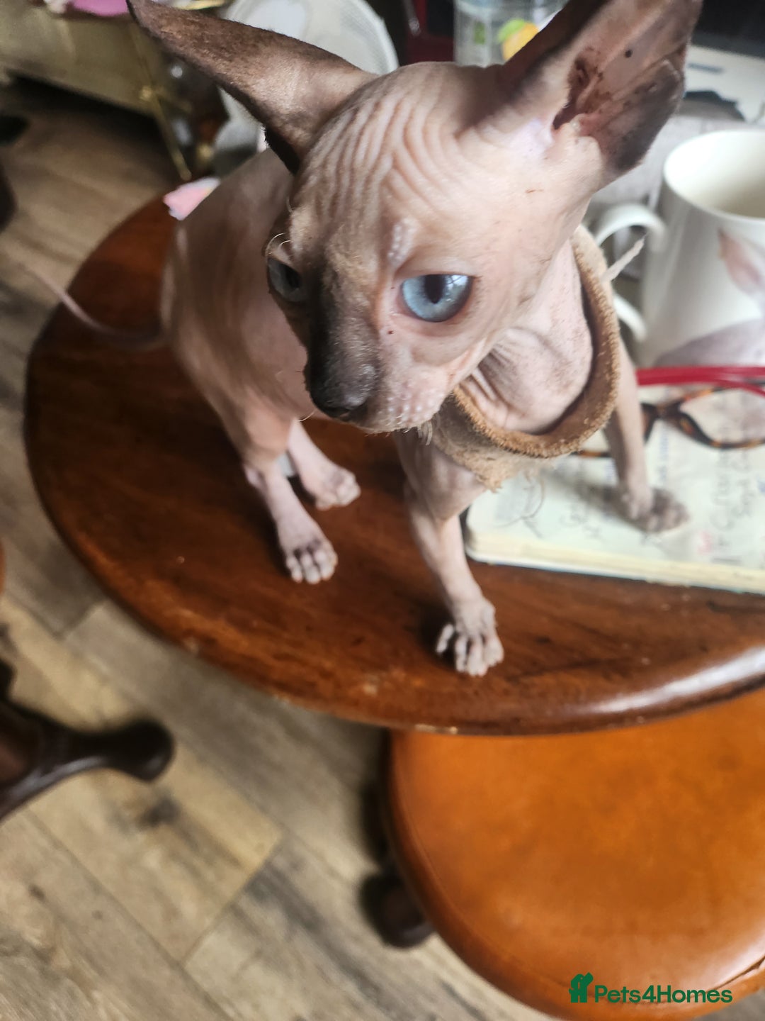 Sphynx cats for sale: Young sphynx female - Image 3