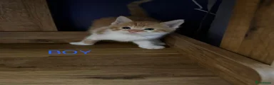 Mixed Breed Kitten 1