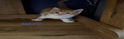 Mixed Breed cats for sale: 5 Beautiful kittens for sale £100 - Advert 20
