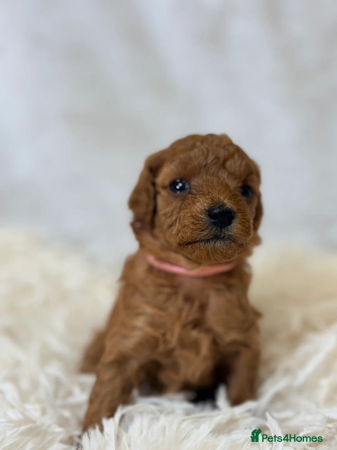 Toy Poodle dogs for sale: ❤️ Exceptional Asian Red Toy Poodle Puppies ❤️ - Advert 22