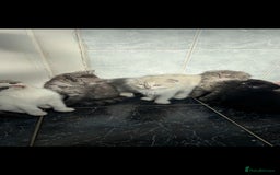 Scottish Fold cats for sale: Scottish fold kittens  - Image 1