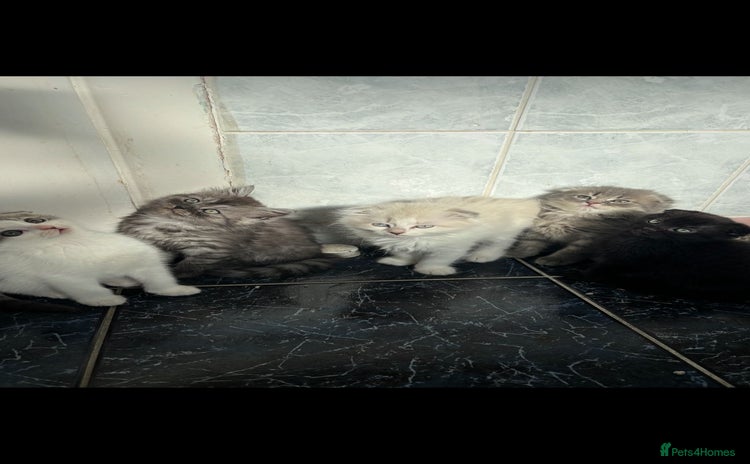 Scottish Fold cats - Advert 1