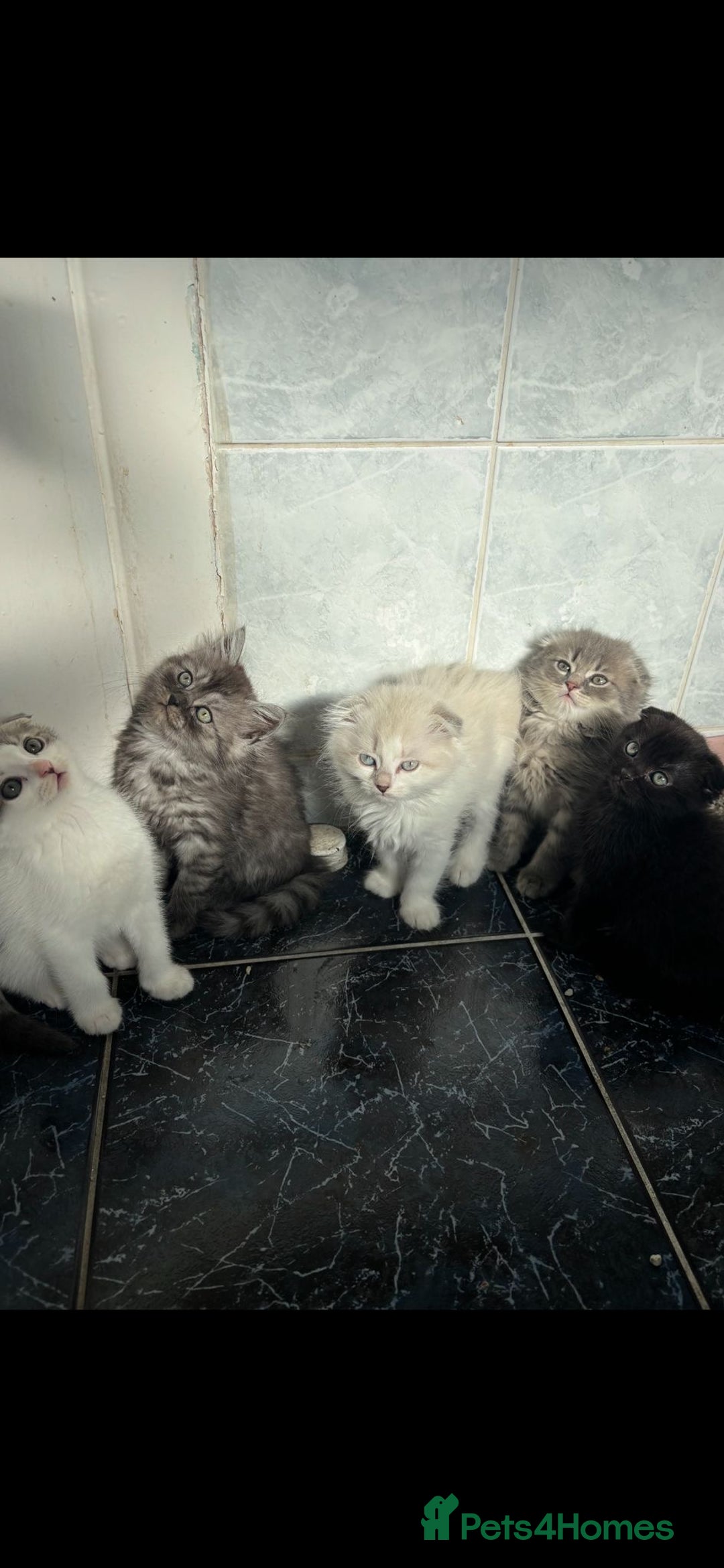 Scottish Fold cats for sale: Scottish fold kittens  - Image 1