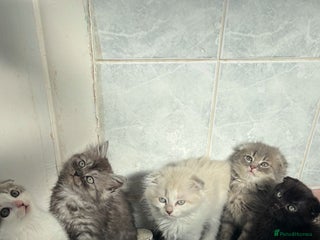 Scottish Fold cats - Advert 2